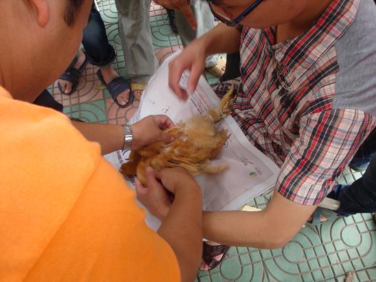 阉鸡实习