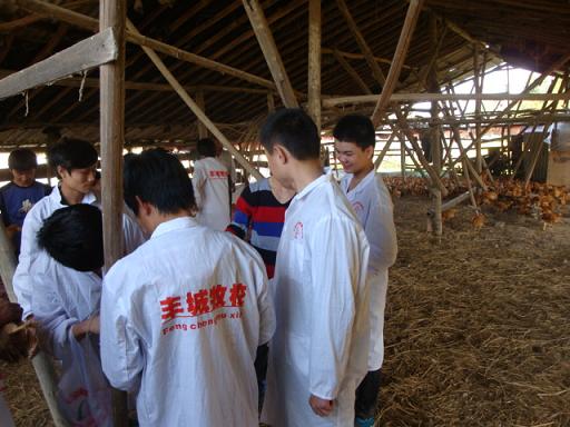 鸡场实习