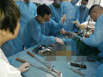 骨科●髌骨移位实习
